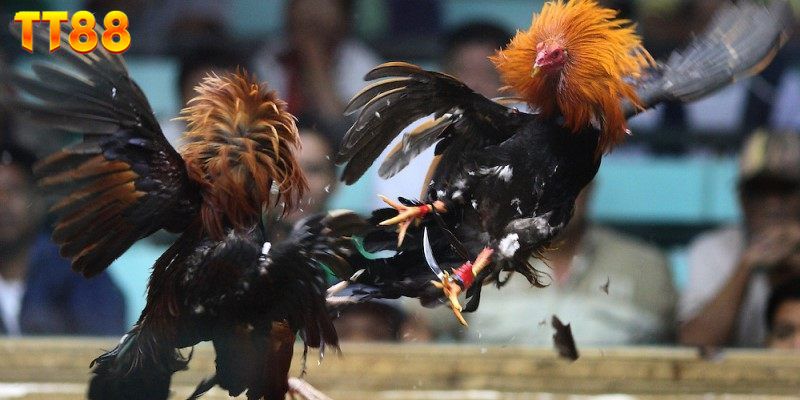 Giới thiệu sảnh đá gà Campuchia thu hút người chơi nhất hiện nay