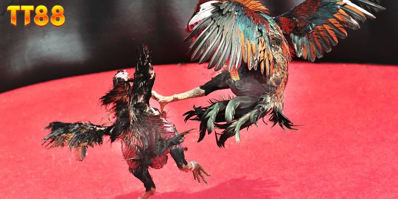 Tham gia vào TT88 với mức độ bảo mật cao