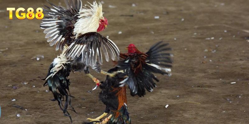 Giới thiệu sơ bộ loại hình đá gà cựa dao phổ biến