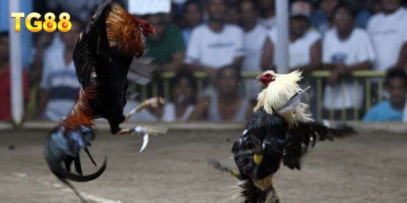 Những dòng gà đá phổ biến ở sàn TG88