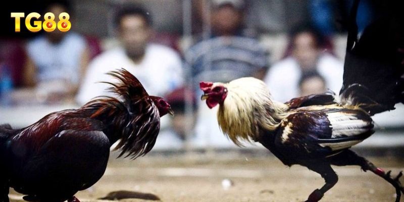 Quy định thi đấu và tiêu chuẩn chiến kê