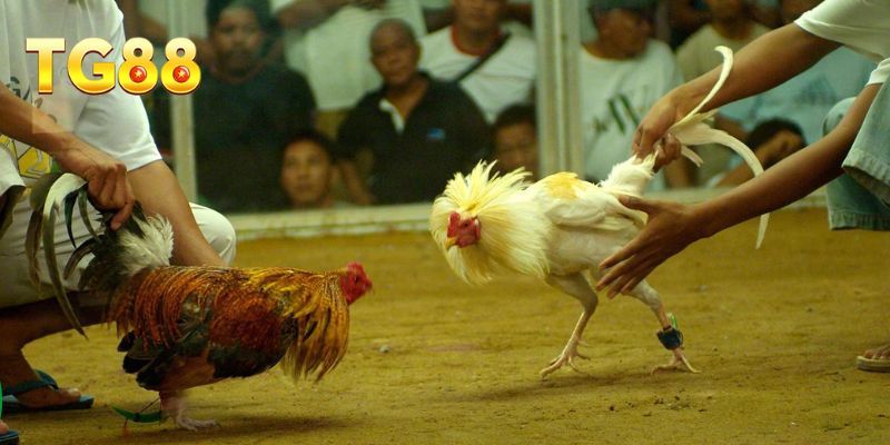 Các khái niệm cơ bản trong bộ môn đá gà online