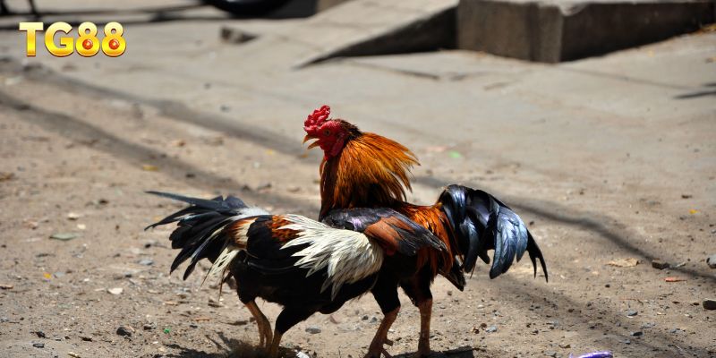 Sơ lược thông tin nhanh về đá gà TG88