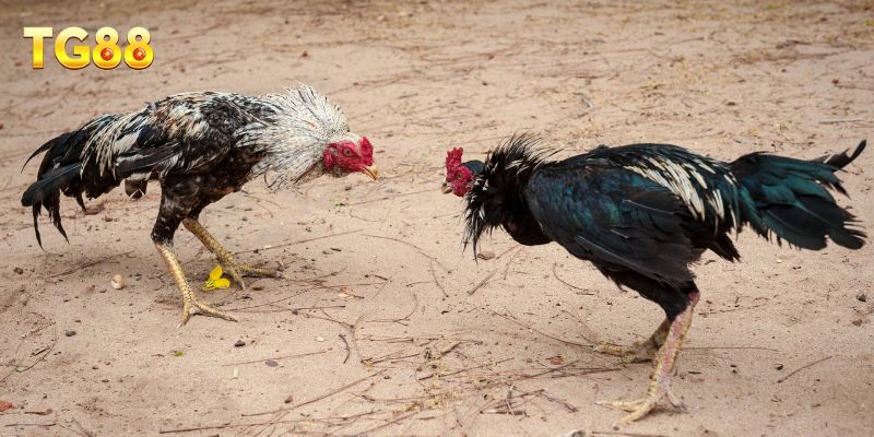 Áp dụng các mẹo chơi đá gà TG88 luôn thắng cho cược thủ